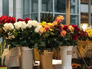 Tukang Taman Jakarta Paling Direkomendasikan untuk Taman Tropis yang Segar